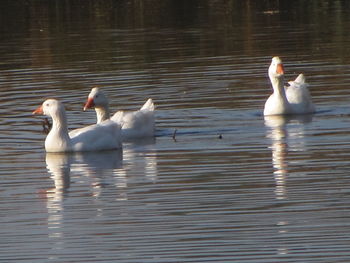 Swans swimming in lake