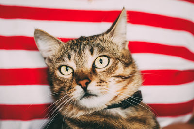 Close-up portrait of cat against striped textile 