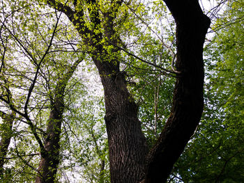 Low angle view of trees in forest against sky