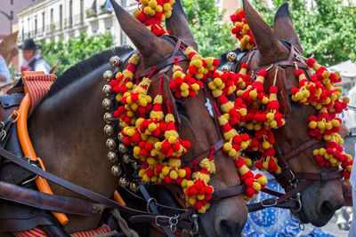 Brightly decorated horses, durring the annual summer fair held, feria de malaga,  spain.