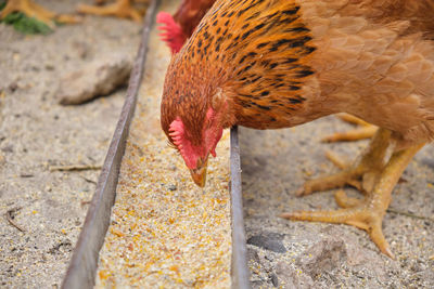 Close-up of bird