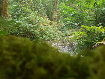 Scenic view of forest