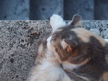 Close-up of a cat sleeping