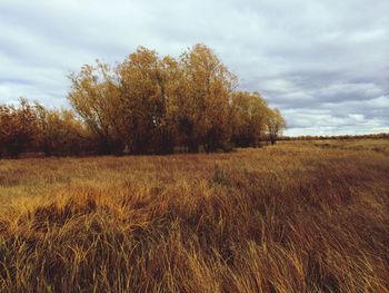 Trees on field against sky