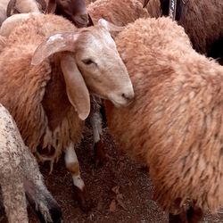 Sheep standing in farm