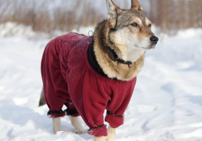 Dog looking away on snow covered field