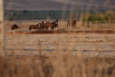 View of horses running