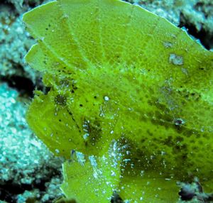 Close-up of wet plant