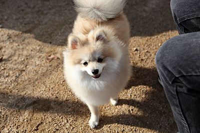 High angle view of dog standing on floor