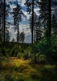 Pine trees in forest against sky