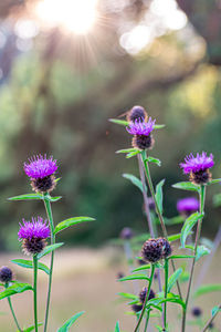 Close-up of purple flowering plant on field