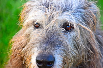 Close-up portrait of dog