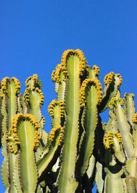 Close-up of cactus plant against clear blue sky