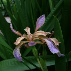 Close-up of purple lily flowers