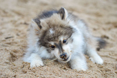 Close-up of dog