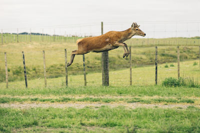 Giraffe standing on field against sky