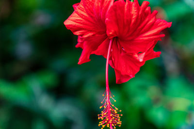 Close-up of red hibiscus flower