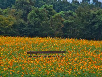 Yellow flowers growing on field