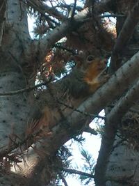 Low angle view of squirrel on tree