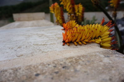 Close-up of yellow flower on plant