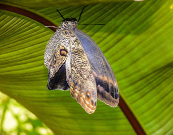 Close-up of butterfly on leaf