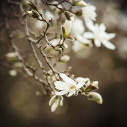 Close-up of apple blossoms in spring