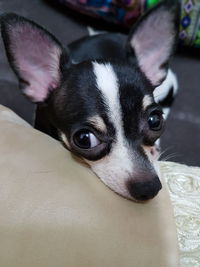 Close-up portrait of dog at home