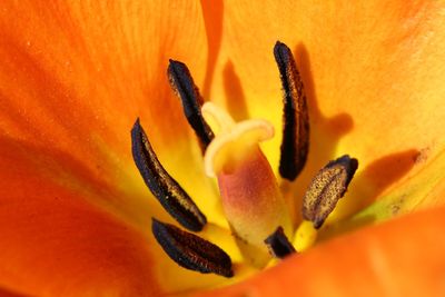 Close-up of orange flower