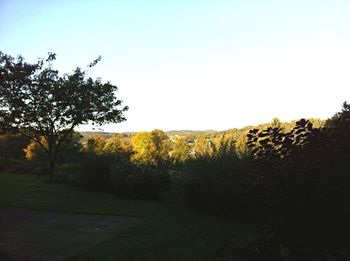 Trees on field against clear sky