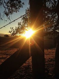 Sun shining through trees