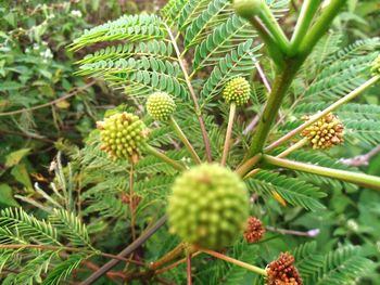 Close-up of plant