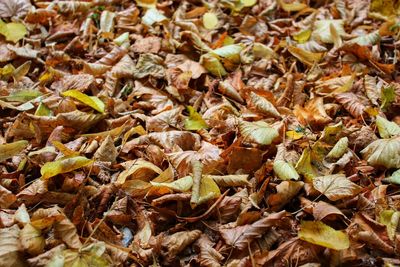 Full frame shot of dried autumn leaves on field