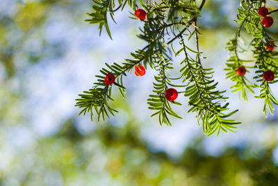 Yaw tree leaves close-up and macro, sunlight and green color background, tacus cuspidata