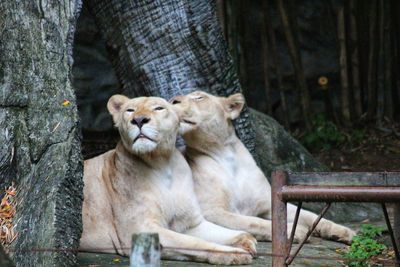 View of cats relaxing in zoo