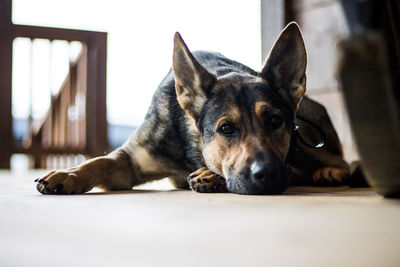 Portrait of dog relaxing on floor