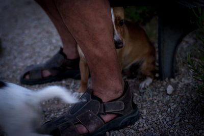 Low section of man standing by dog