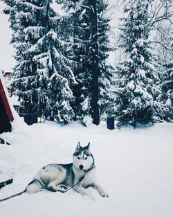 View of dog on snow covered land