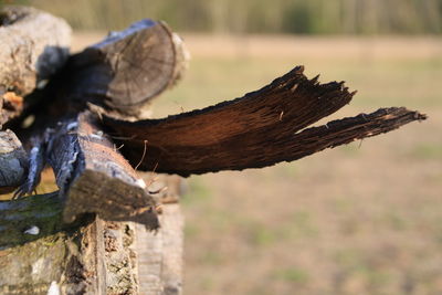 Close-up of log on wood in forest