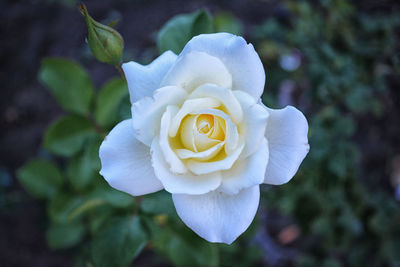 Close-up of white rose blooming outdoors