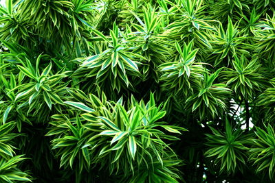 Full frame shot of plants