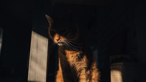 Close-up of cat standing in darkroom