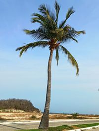 Palm tree by sea against sky