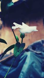 Close-up of flower against blurred background