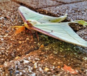 Close-up of insect