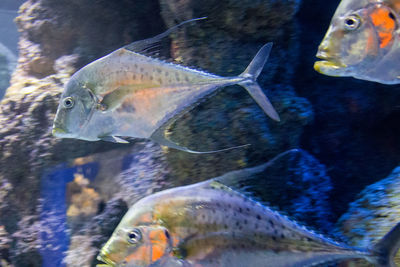 Close-up of fish swimming in aquarium