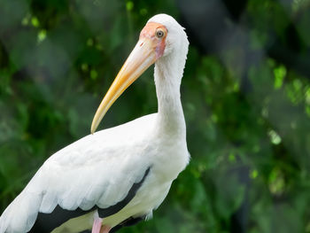 Close-up of white bird perching outdoors