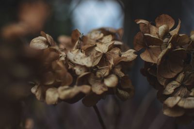 Close-up of wilted flowers