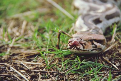 Close-up of crab on field