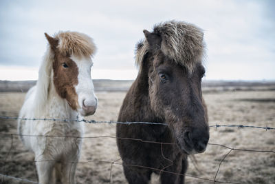 Horses by fence on field against sky