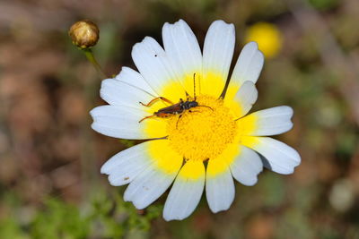 Close-up of insect on yellow flower